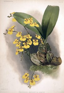 Rossioglossum ampliatum como sin.: Oncidium ampliatum var. majus de London H. Sotheran and Co.
